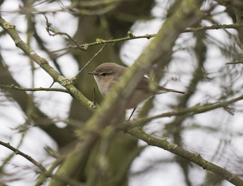 (Possible) Siberian Chiffchaff, Bedford Sewage Works, 12th January 2019