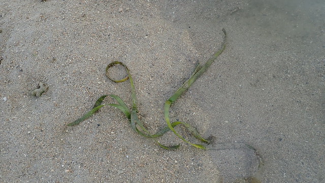 Tape seagrass (Enhalus acoroides)