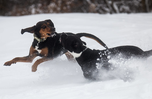 coonhound pitbull snow dogs mn thiefriverfallsmn minnesota action dog doginthesnow