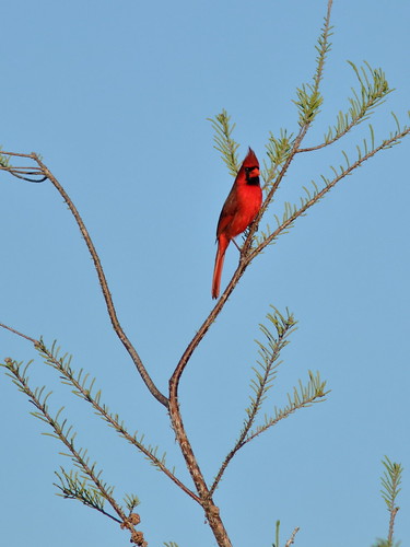 Northern Cardinal male 06-20190326