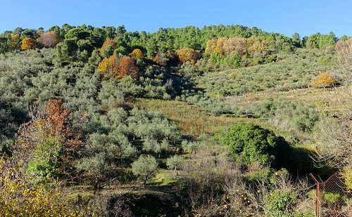 Sierra de Gata(Cáceres), 1ª parte. Robledillo de Gata y San Martín de Trevejo. - Recorriendo Extremadura. Mis rutas por Cáceres y Badajoz (26)