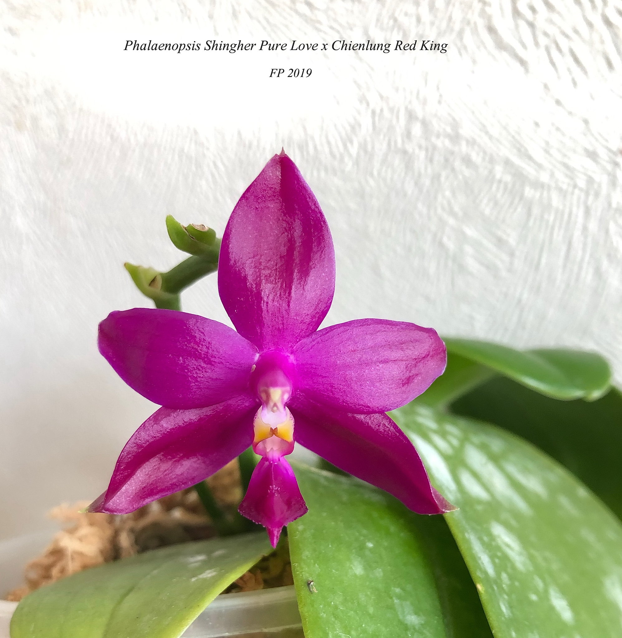 Phalaenopsis Shingher Pure Love x Chienlung Red King 46389837004_e31eb5bb7a_k