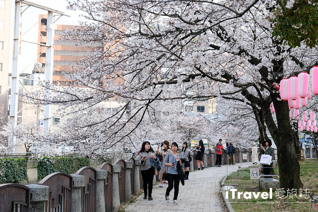 Fukuoka Cherry Blossom Spots Fukuoka Tenjin Cherry Blossom Festival (9)