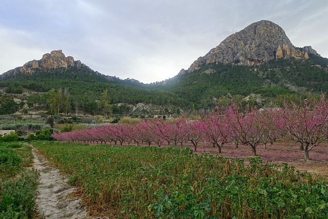 FLORACIÓN EN CIEZA (Murcia). Una alfombra de paisajes teñidos de rosa. - De viaje por España (25)