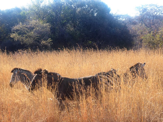 POR ZIMBABWE Y BOTSWANA, DE NOVATOS EN EL AFRICA AUSTRAL - Blogs de Africa Sur - Explorando el Parque Nacional de Matobo (2)
