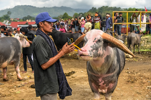 rantepao tanatoraja sulawesi indonesia mercadodeganado livestockmarket