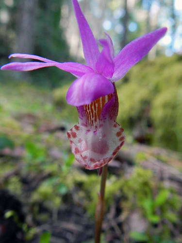 Orchid in East Sooke Park on Vancouver Island, Canada