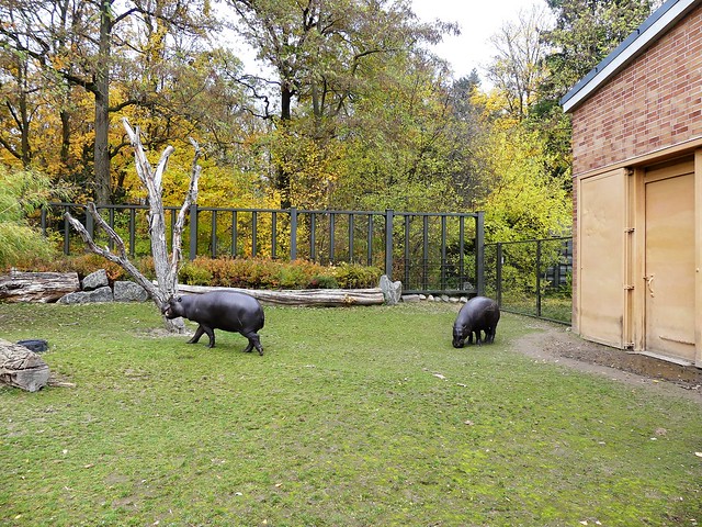 Zoo Rostock - 10.11.18