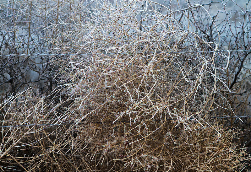 Frosty-tumbleweeds-3-7D1-010319
