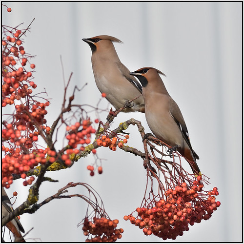 Waxwing (image 3 of 4)
