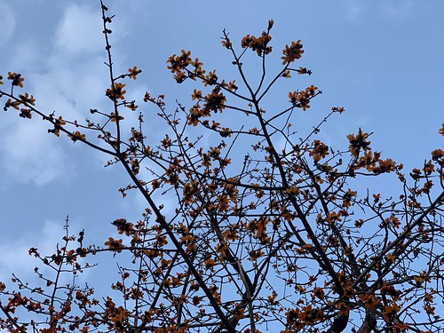 City Season - Semal Trees in Spring Bloom, Around Town