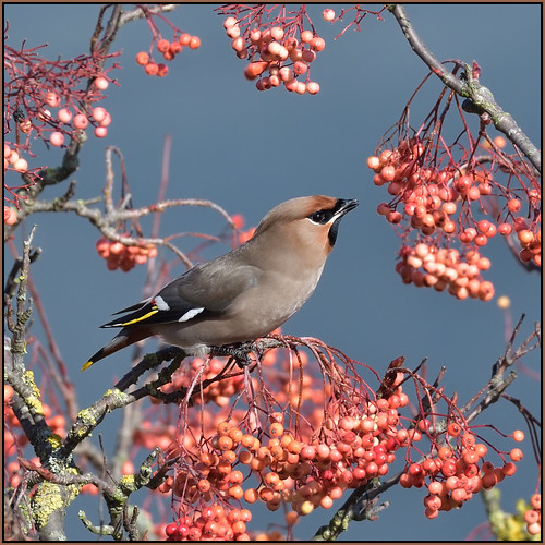 Waxwing (image 2 of 3)
