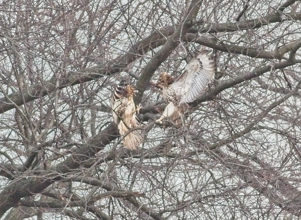Red-tails fighting