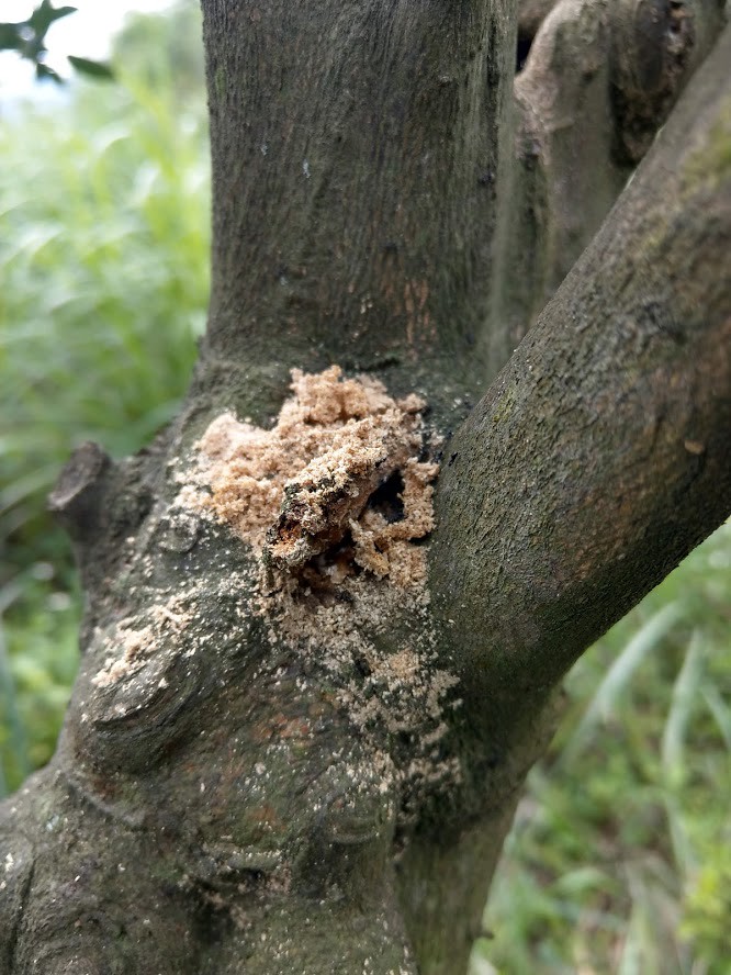 樹上有新鮮鋸木屑或排遺表示有天牛幼蟲活動