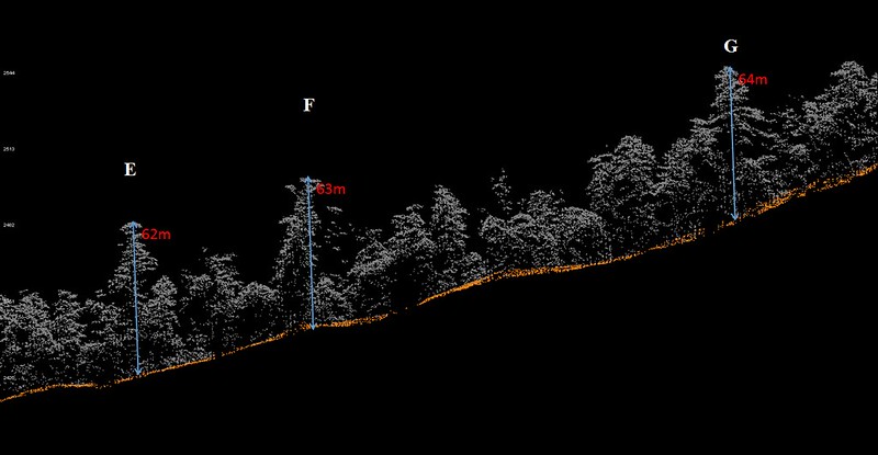 成大的研究團隊利用光達所推算的樹高模型