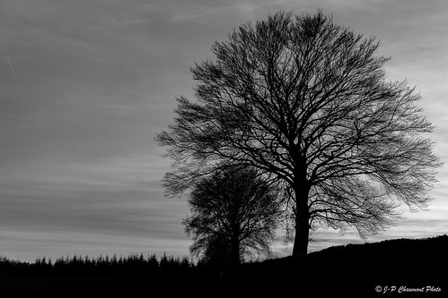 waimes provincedeliège belgique nb bw noirblanc blackandwhite arbre tree contrejour backlight sunset coucherdesoleil paysage landscape