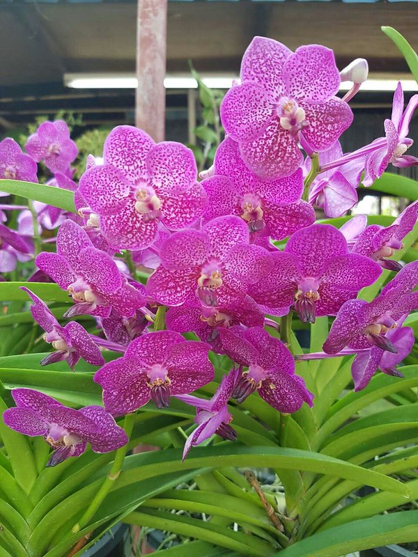 Orchidées en Malaisie 45868113385_97a26379ff_c