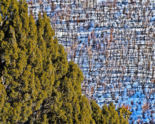 eechillington nikond7500 viewnxi corelpaintshoppro mountolympus saltlakecity hiking utah snow patterns juniper