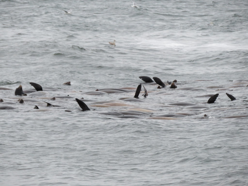 The seals are enjoying a feast.