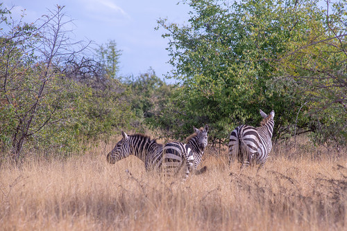 zebra etiopia yedebubbihērochbihēreseboch ethiopia yedebubbihērochbihēresebochnahizboch eth
