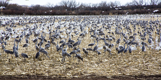 Sandhill Cranes and Snow Geese 245A3021