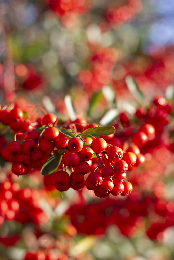 Christmas Eve red berries