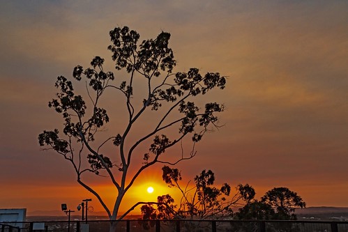demark ipswich tree silhouette sunset cloud 7d 2470