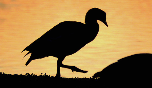 sanantoniotx woodlawnlake sunrise outdoorphotography ducks silhouette reflection orangesky