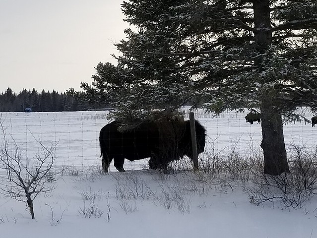 20190212.bison2