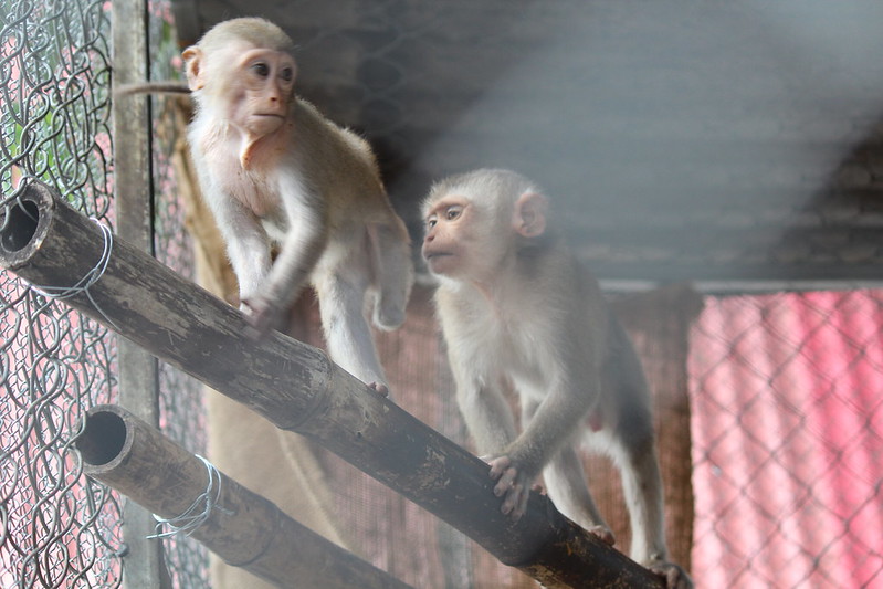 Tet (L) and Lit (R) in the enclosure