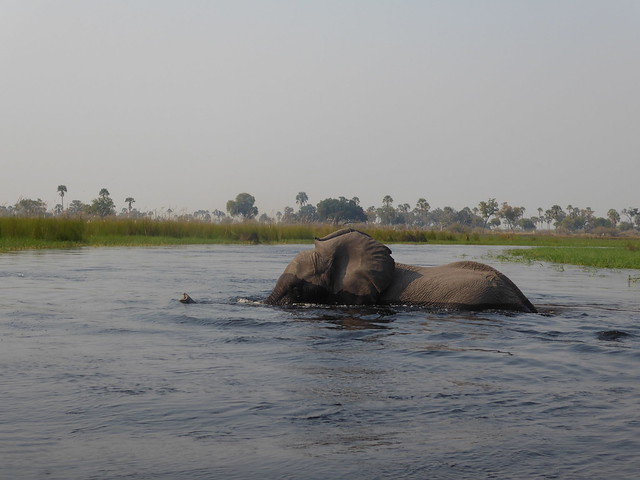 Traslado a Maun. Nos adentramos en el Delta del Okavango - POR ZIMBABWE Y BOTSWANA, DE NOVATOS EN EL AFRICA AUSTRAL (27)