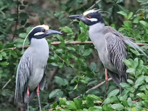 Yellow-crowned Night-Heron courtship 063838AM 20190225