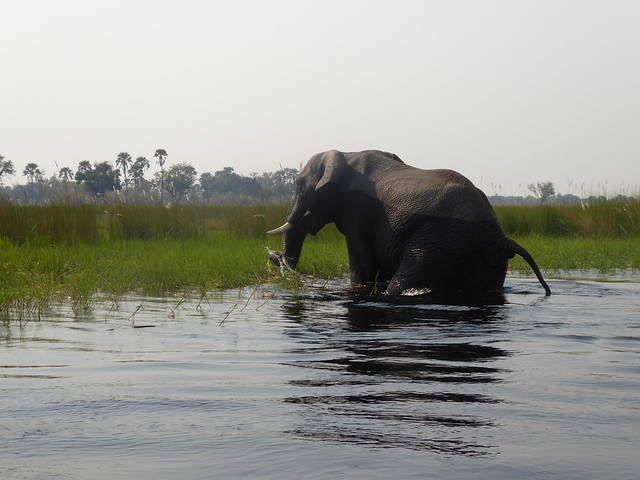 POR ZIMBABWE Y BOTSWANA, DE NOVATOS EN EL AFRICA AUSTRAL - Blogs de Africa Sur - Traslado a Maun. Nos adentramos en el Delta del Okavango (28)