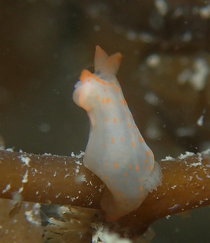 Nudibranch: Gymnodoris sp.