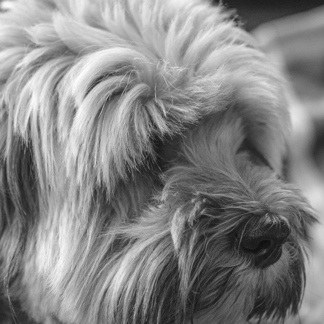 Tibetan Terrier Dog (who is not really a Terrier) is 