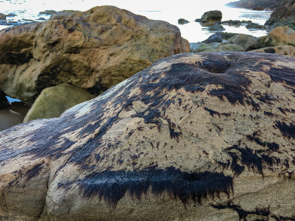 Purplish brown filaments exposed at low tide