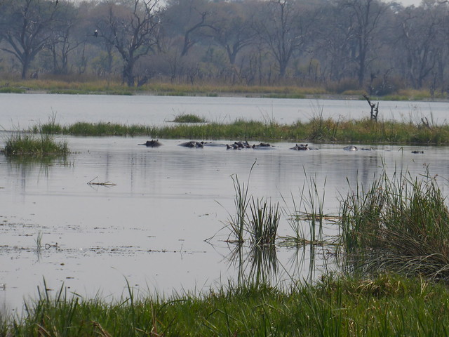 Vuelo sobre el Delta del Okavango. Llegamos a Moremi. - POR ZIMBABWE Y BOTSWANA, DE NOVATOS EN EL AFRICA AUSTRAL (40)