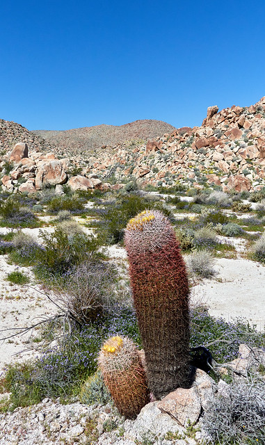 Barrel cactus blooming (Ferocactus sp)