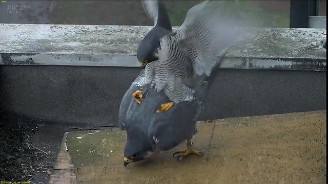 1st mating on camera of 2019