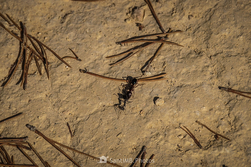Duelo de hormigas en el camino del Fondo de la Torreta