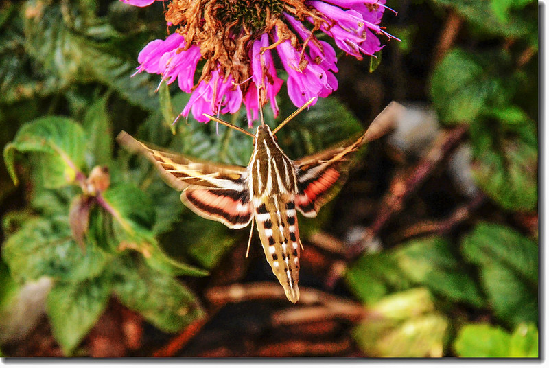 Hummingbird moth 1