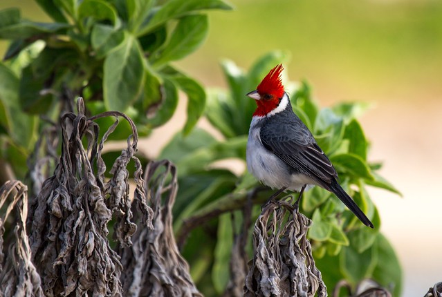 Red-Crested Cardinal in Oahu, Hawaii