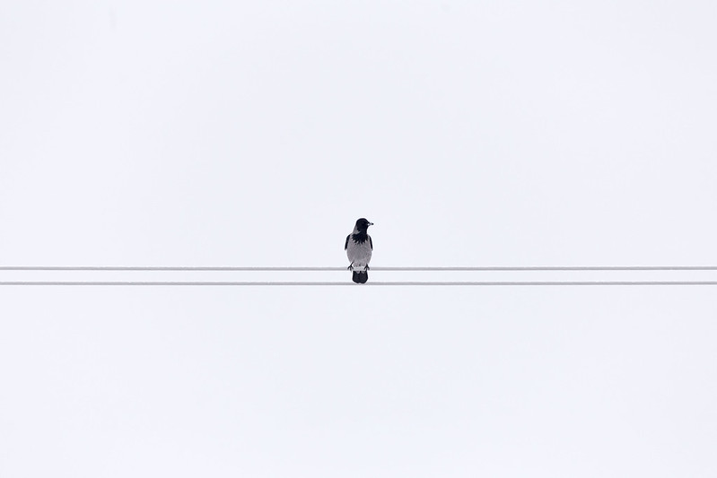 Like a bird on the wire