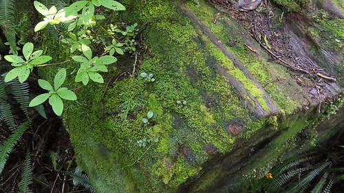 Nurse log along the Rainforest Trail of the Pacific Rim Rainforest Trail on Vancouver Island, Canada