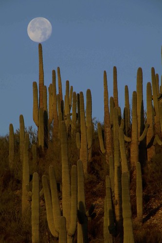 2016 arizona cacti desert flickr gps landscapes moon mountains pinalcounty saguarocactuscarnegieagigantea sanpedrorivervalley usa unitedstatesofamerica