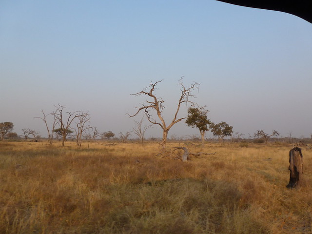 Vuelo sobre el Delta del Okavango. Llegamos a Moremi. - POR ZIMBABWE Y BOTSWANA, DE NOVATOS EN EL AFRICA AUSTRAL (21)