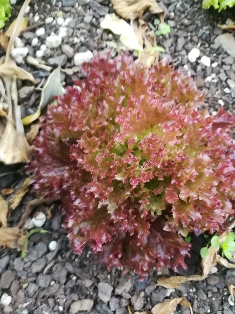 Image of red lettuce
