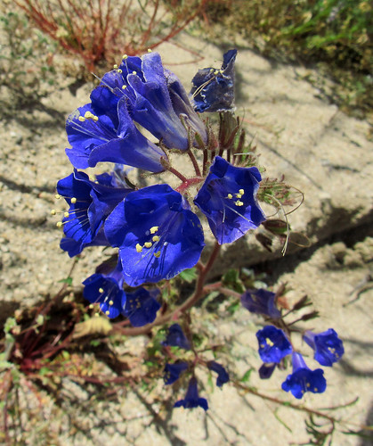 Desert Flowers (1833)