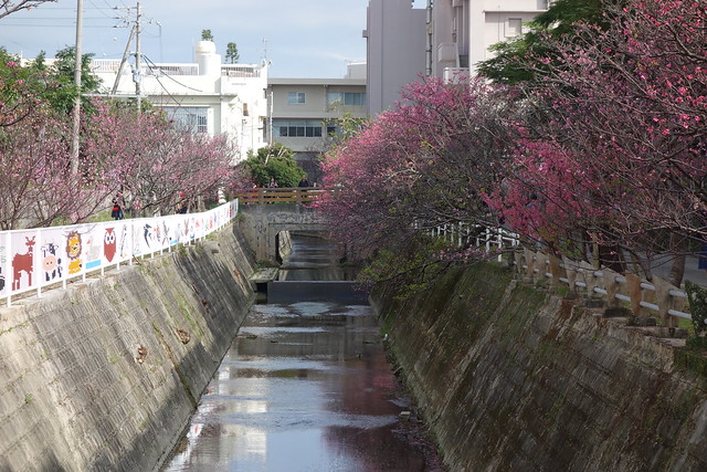 Cherry Blossom Festival - Naha, Okinawa, Japan