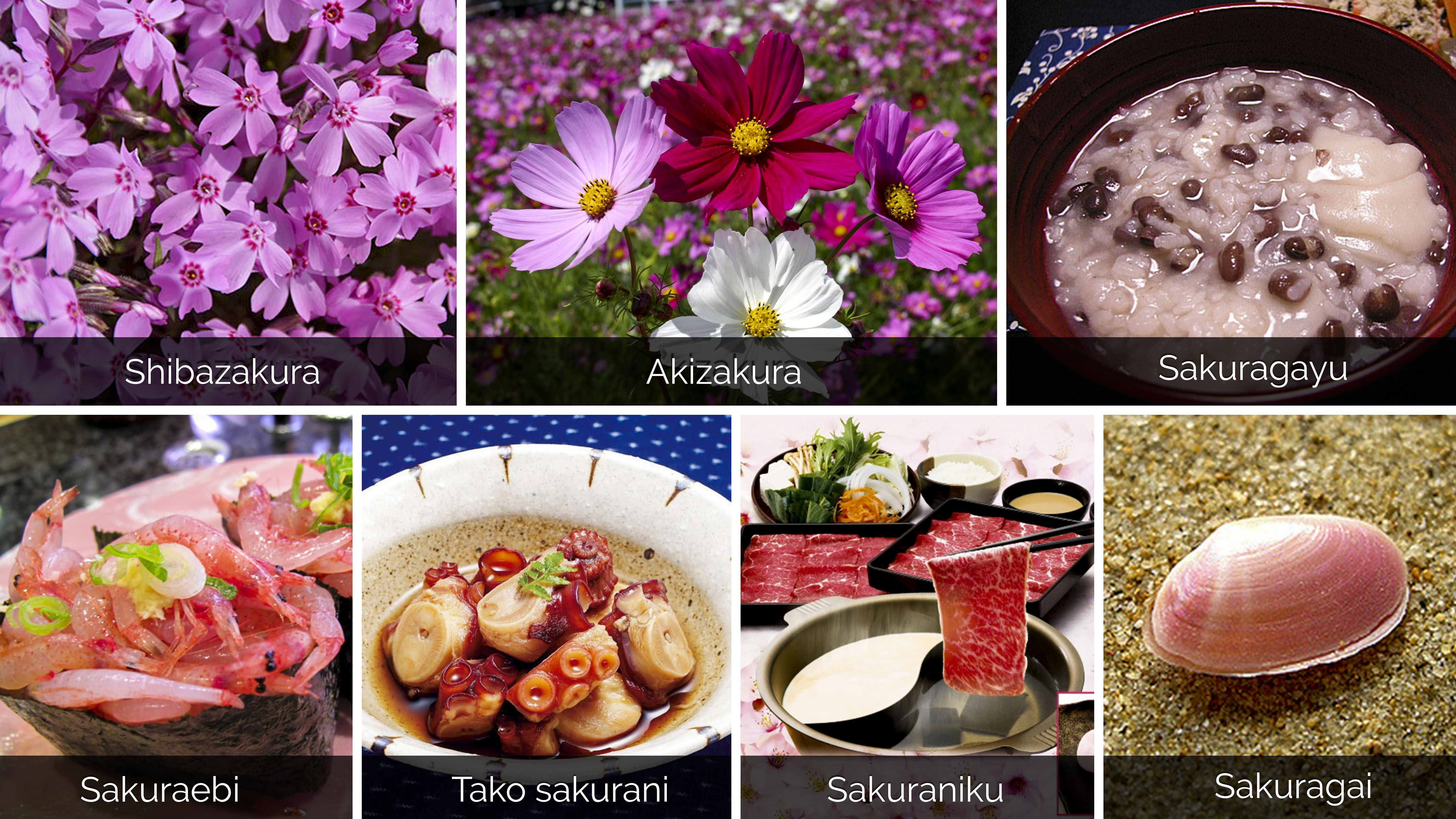 hoa anh đào-sakura_season